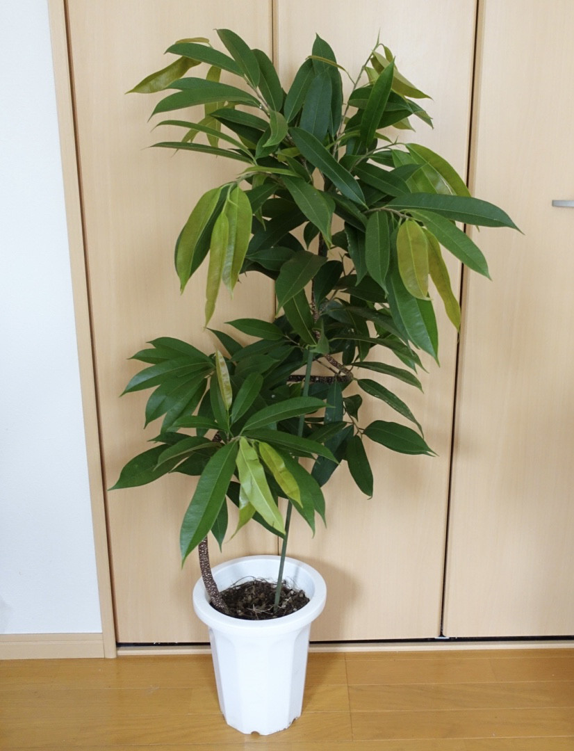 フィカス アムステルダム　曲がり仕立て　中型　観葉植物 フィカス アムステルダムキング 7号 曲がり | 観葉植物通販