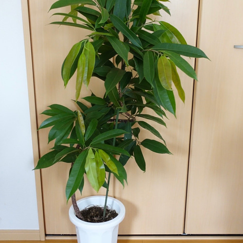 フィカスアムステルダムキング⭐️曲がり⭐️約150cm⭐️観葉植物 希少♡ フィカス アムステルダムキング 曲がり 曲げ 観葉植物 室内