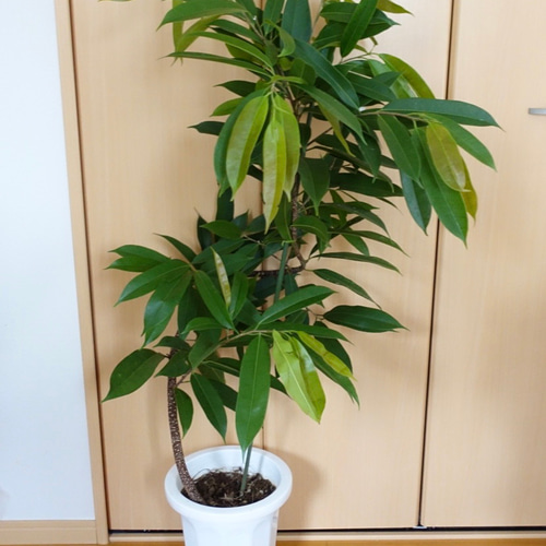 希少♡ フィカス アムステルダムキング 曲がり 曲げ 観葉植物 室内