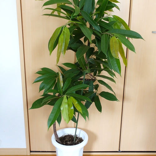 希少♡ フィカス アムステルダムキング 曲がり 曲げ 観葉植物