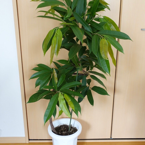 フィカス　アムステルダムキング　曲がり　鉢皿付き フィカス アムステルダムキング 曲がり 鉢皿付き