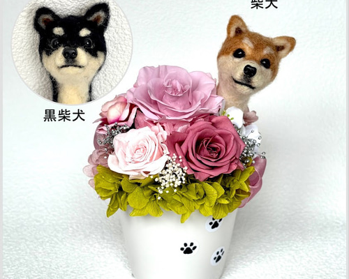 ちょこんと顔出す 柴犬 黒柴犬（右側）＆ プリザーブドフラワー