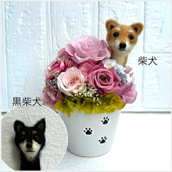 ちょこんと顔出す 柴犬 黒柴犬（右側）＆ プリザーブドフラワー