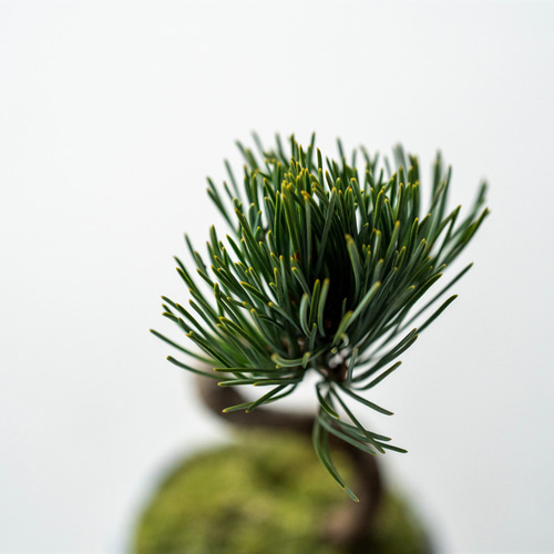 銀八房五葉松｜Limited color 盆栽 Sekibokka 通販 15055621｜Creema