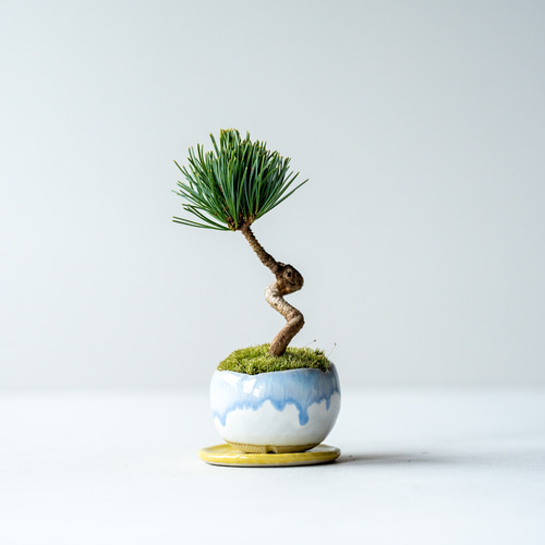 五葉松 銀八房 盆栽 宮島五葉松 八房五葉松 銀八 [模様木] 貴風