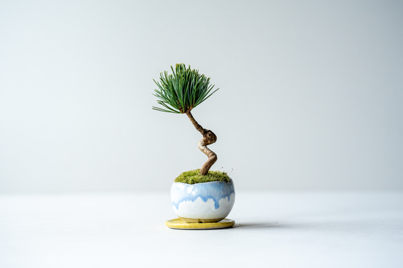 銀八房五葉松｜Limited color 盆栽 Sekibokka 通販 15055621｜Creema