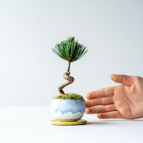 八房五葉松『盆栽』 八房五葉松(百万石)盆栽