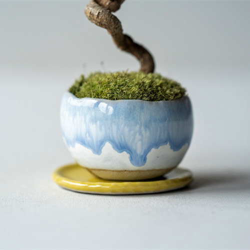 八房五葉松『盆栽』s 五葉松（銀八つ房） | 盆栽 | 四国新聞社