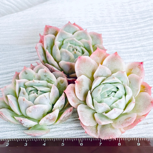 韓国苗】 Jeongwol ジョンウォル 静月 多肉植物 Dia Lily 通販