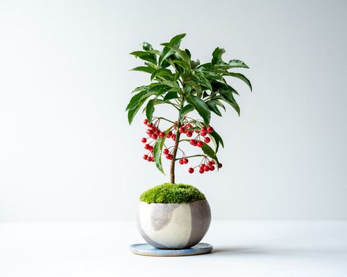 81ae28f1903451575eeaccfa26e0ba