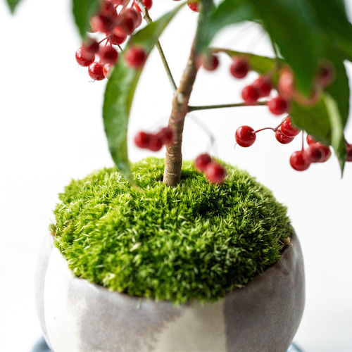 万両｜マーブルのうつわ 盆栽 Sekibokka 通販 15055706｜Creema(クリーマ)