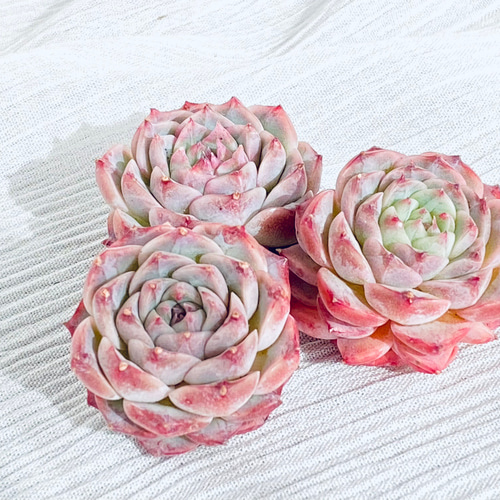 韓国苗】 Red Velvet ﾚｯﾄﾞﾍﾞﾙﾍﾞｯﾄ 多肉植物 Dia Lily 通販
