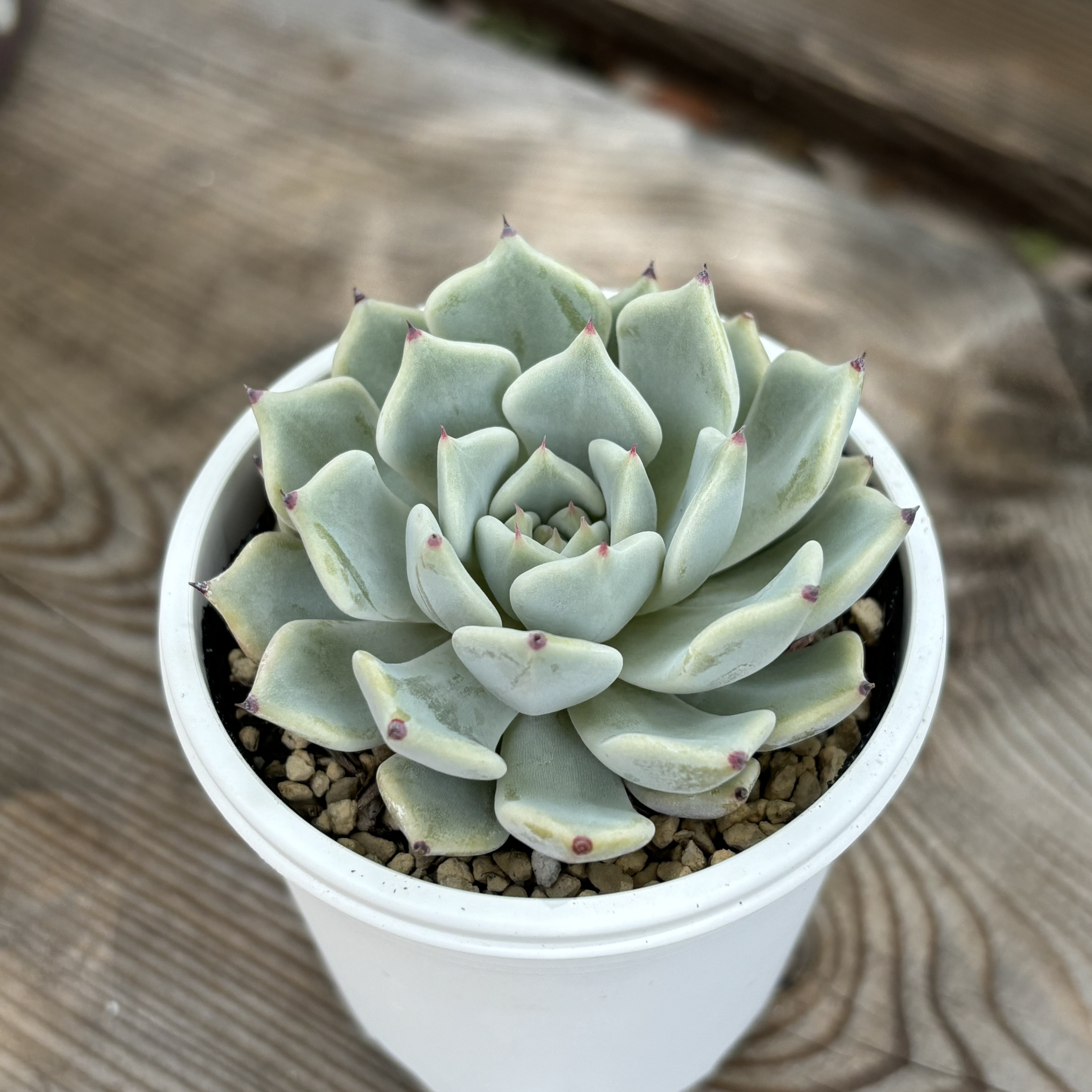 白玉美尼 おらいさん苗 ミックスベリア ポットごと発送 ) 多肉植物 白玉美尼 おらいさん苗 ミックスベリア ポットごと発送 ) 多肉