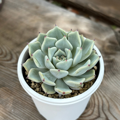 【お年玉セール特価】 雪つぼみ ミックスベリア 多肉植物 多肉植物 おらいさん苗 その他多肉植物