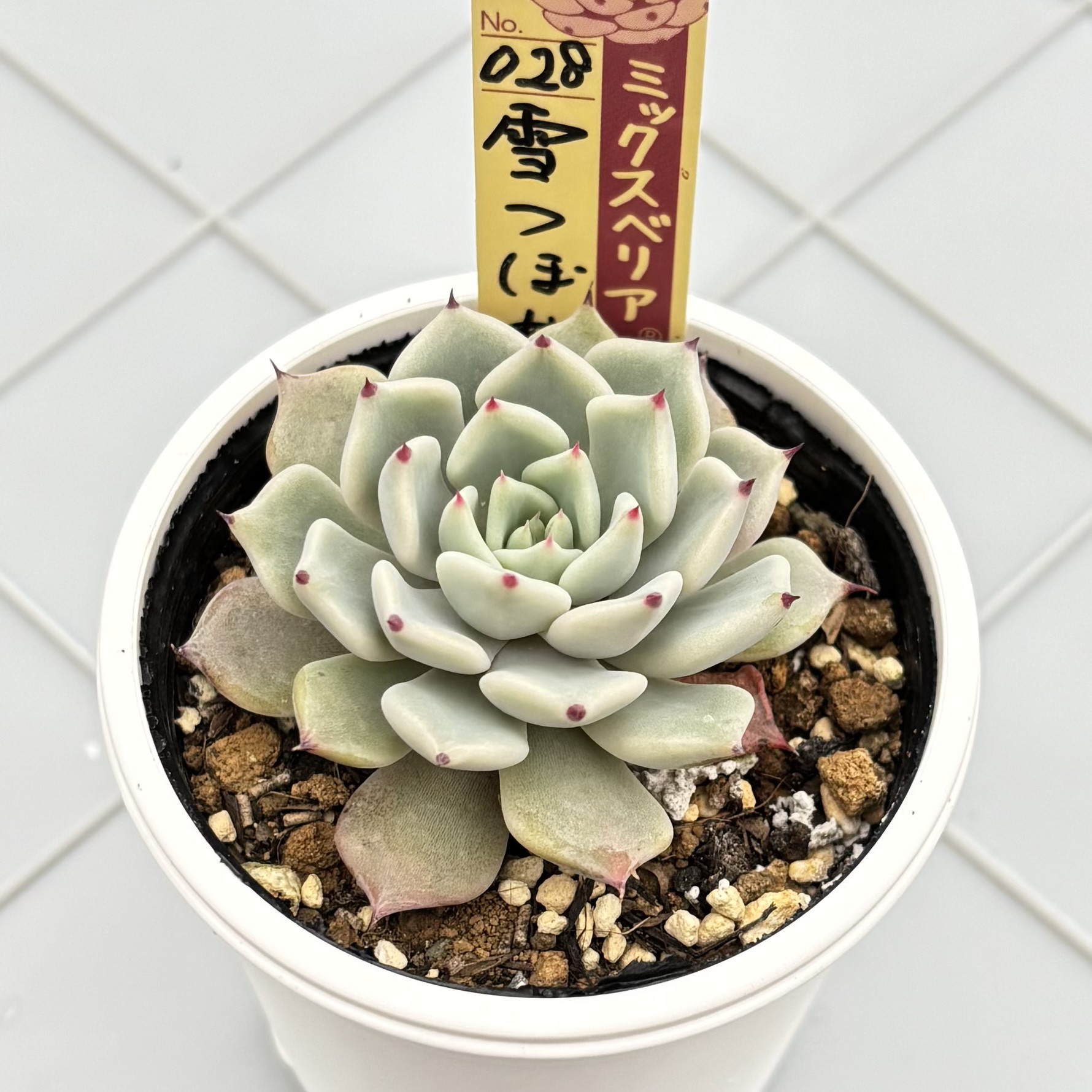 雪つぼみ ミックスベリア おらいさん苗 多肉植物 多肉植物