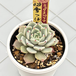 コロラータ×ざわわ おらい苗 青札 多肉植物 多肉植物 kanomarihome