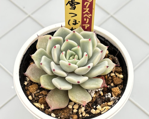 雪つぼみ ミックスベリア おらいさん苗 多肉植物 多肉植物
