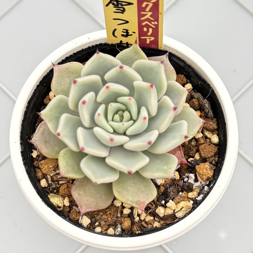 雪つぼみ ミックスベリア おらいさん苗 多肉植物 多肉植物