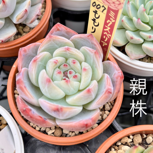 ももりん ミックスベリア おらいさん苗 多肉植物 多肉植物 ももりん ミックスベリア おらいさん苗 多肉植物 多肉植物