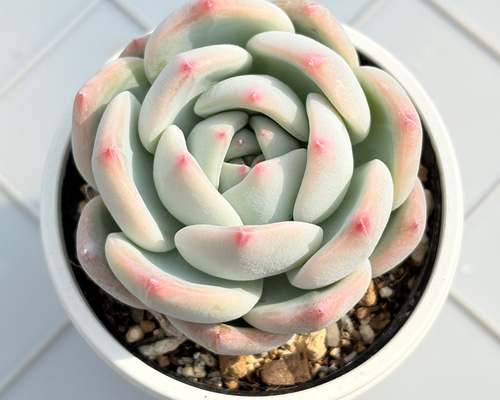 ももりん ミックスベリア おらいさん苗 多肉植物 多肉植物