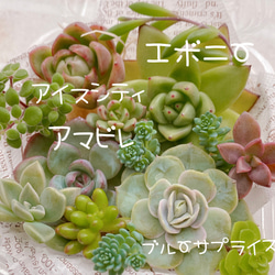 39超美苗★ 即購入 ★韓国苗 ブティック組合★100苗コース★可愛い多肉植物★ 39超美苗☆ 即購入 ☆韓国苗 ブティック組合☆100苗コース☆可愛い多肉