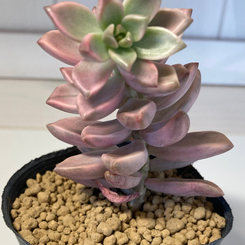 ピーチ姫② ブロンズ姫錦　カット苗　おまけ付き♡ ピーチ姫② ブロンズ姫錦 カット苗 おまけ付き♡ 【公式通販】