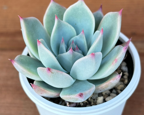 クスピダータ×リンゼアナ 多肉植物 多肉植物 kanomarihome 通販