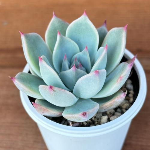 クスピダータ×リンゼアナ 多肉植物 多肉植物 kanomarihome 通販