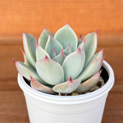 クスピダータ×リンゼアナ 多肉植物 多肉植物 kanomarihome 通販