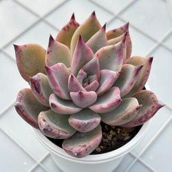 雪つぼみ ミックスベリア おらいさん苗 多肉植物 多肉植物