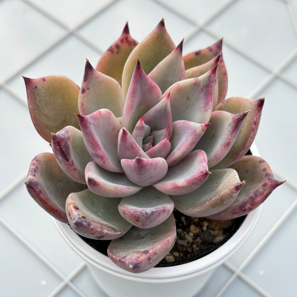 クスピダータ×リンゼアナ 多肉植物 多肉植物 kanomarihome 通販