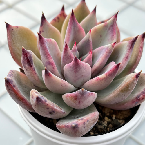 クスピダータ×リンゼアナ 多肉植物 多肉植物 kanomarihome 通販