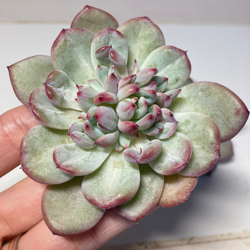 SOLD シャインブライト 厳選韓国苗 名前付き 多肉植物 〜Green〜多肉畑