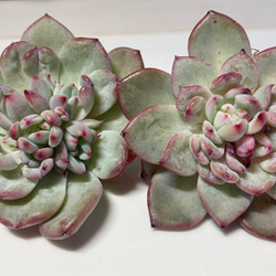 cb3935ef3f4c8bfbaccef0216dd298