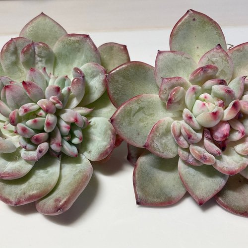 多肉植物 ♡シャインブライト♡ 韓国苗～5/13～ SOLD シャインブライト 厳選韓国苗 名前付き 多肉植物 〜Green〜多肉畑