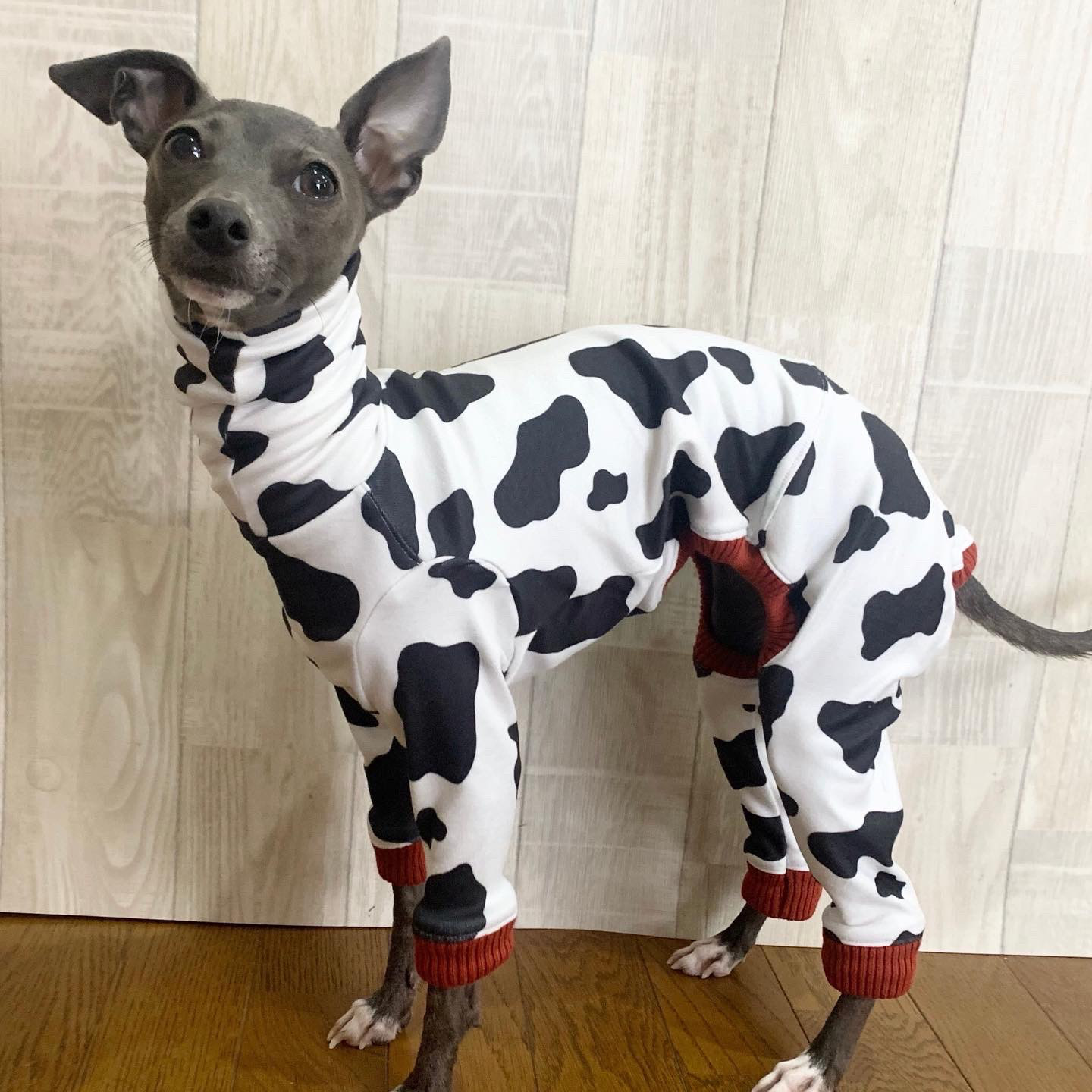 カラフルドットのロンパース① イタグレ服　犬服　ハンドメイド ig014op-01.jpg