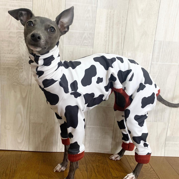 ベロアのロンパース③ イタグレ服　犬服　ハンドメイド イタグレ用犬服】今日は女豹の気分なの⭐︎魅惑のせくし〜女豹