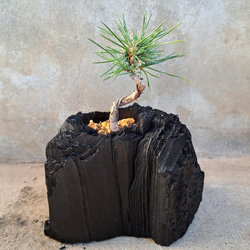 黒松の盆栽｜炭の器に入った盆栽です 一輪挿し・花瓶・花器 炭盆(すみ