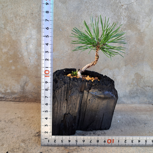黒松の盆栽｜炭の器に入った盆栽です 一輪挿し・花瓶・花器 炭盆(すみ
