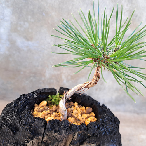 黒松の盆栽｜炭の器に入った盆栽です 一輪挿し・花瓶・花器 炭盆(すみ