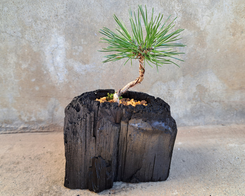 蒼*隅様 手のひらサイズの黒松盆栽 黒松盆栽 万古黒丸鉢 くろまつ クロマツ kuromatu ミニ盆栽 小品