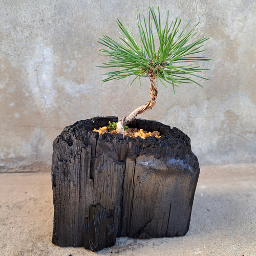 黒松の盆栽｜炭の器に入った盆栽です 一輪挿し・花瓶・花器 炭盆(すみ