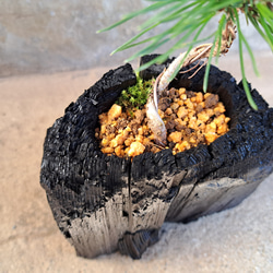 黒松の盆栽｜炭の器に入った盆栽です 4枚目の画像