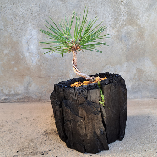 盆栽素材　黒松7　一本　成長中♥ 現品】松盆栽 黒松（クロマツ）7号 長角浅鉢 : 植物・園芸専門店 花育