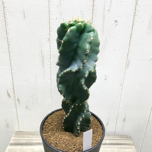 サボテン セレウス・ペルビアナス・スピラリス Cereus peruvianus f