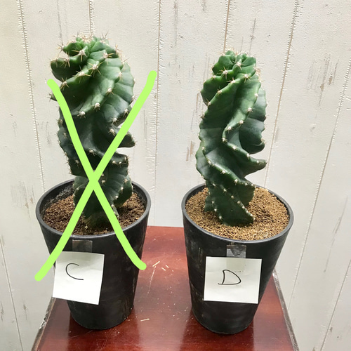 サボテン セレウス・ペルビアナス・スピラリス Cereus