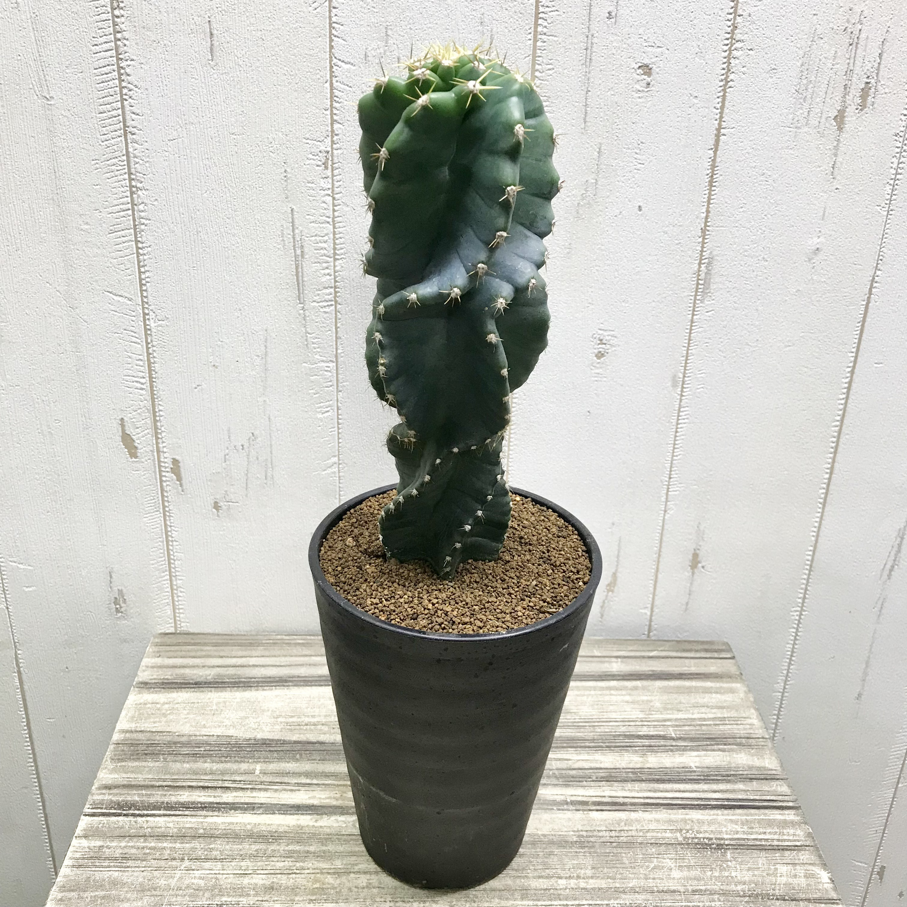 サボテン セレウス・ペルビアナス・スピラリス Cereus peruvianus f