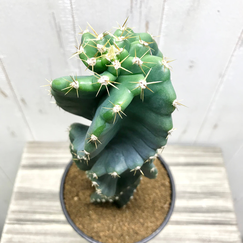 サボテン セレウス・ペルビアナス・スピラリス Cereus peruvianus f