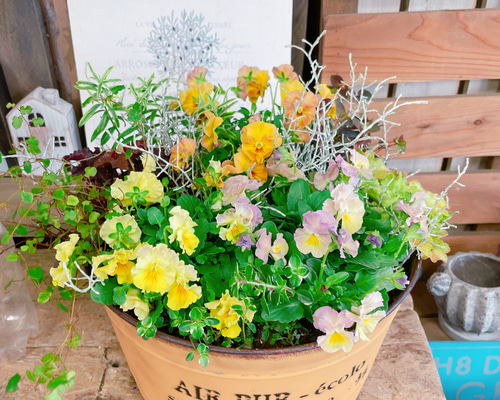 可愛いガーデニング♡【華あられビオラ入り寄せ植え】オレンジイエロー