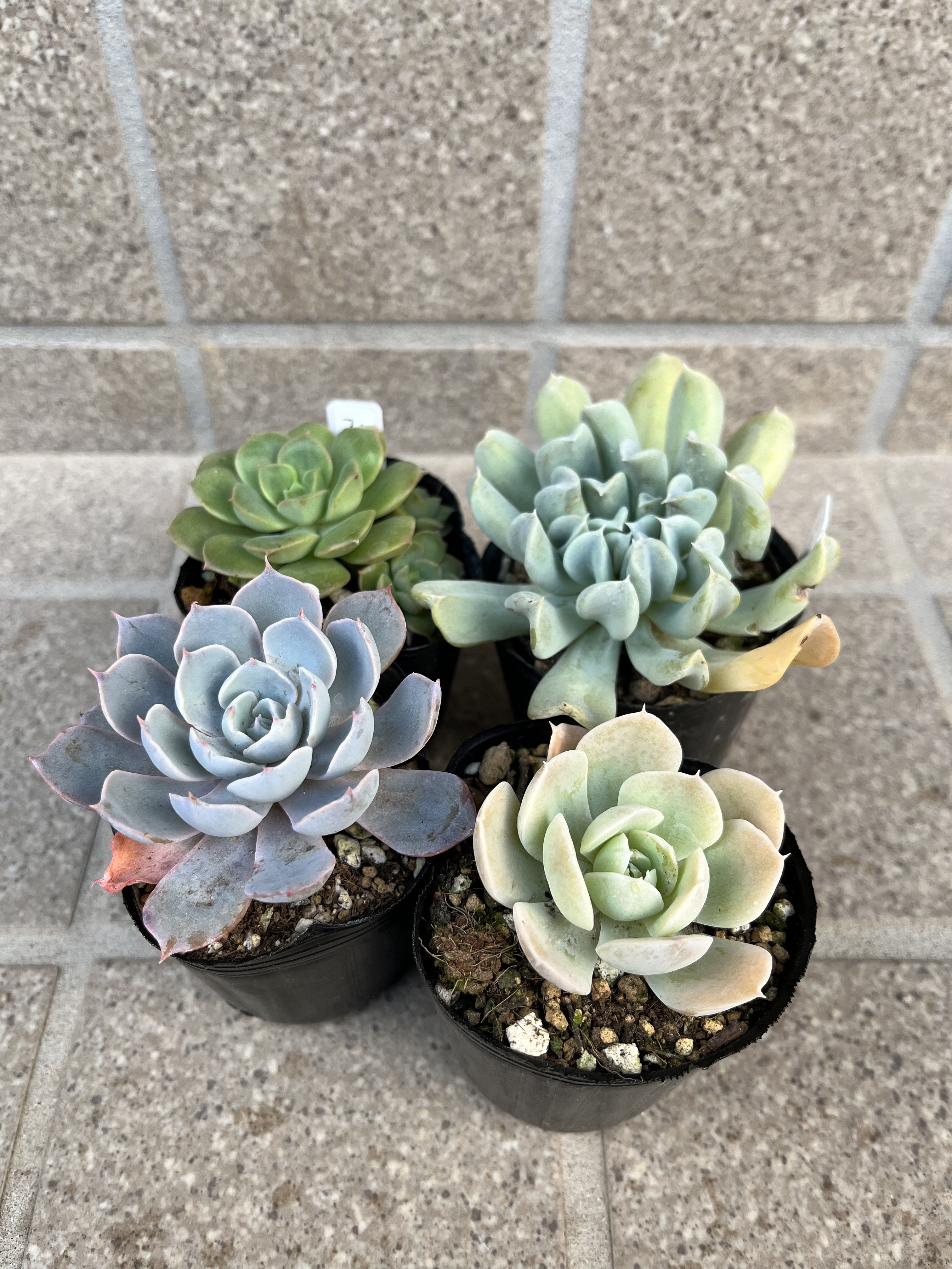 多肉植物 コレクション*4 プラントコレクション 多肉植物セット4 トイザらス限定
